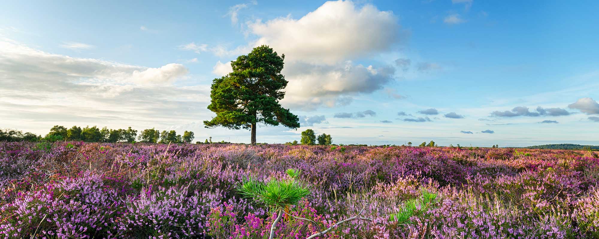 New Forest Cottages