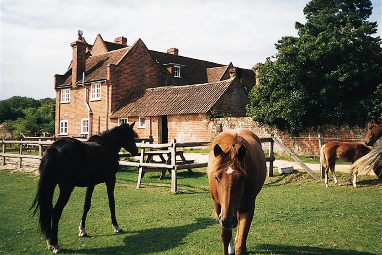 Ponies grazing infront of the cottage