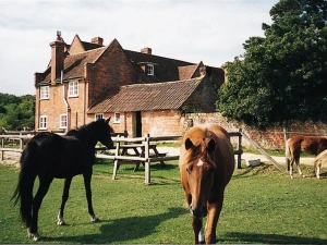 Ponies grazing infront of the cottage