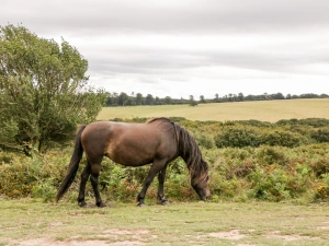 Property image 8 for SC1063840