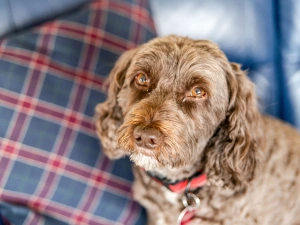 Property image 4 for SC1096952