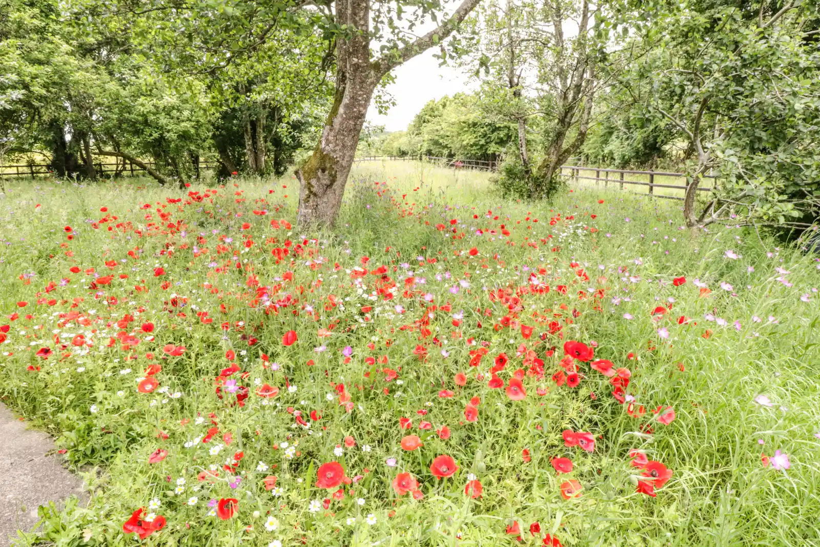 Property image 4 for SC1097294