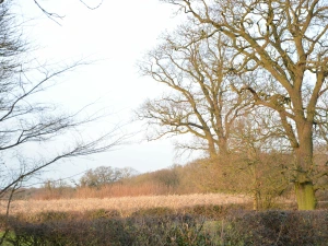 Property image 8 for SC1116805