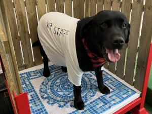 Property image 3 for SC1190213