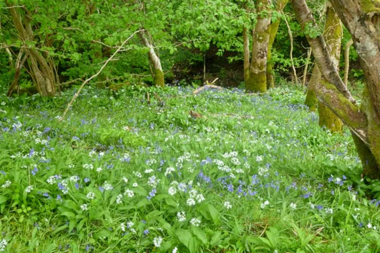 Property image 7 for SC6479