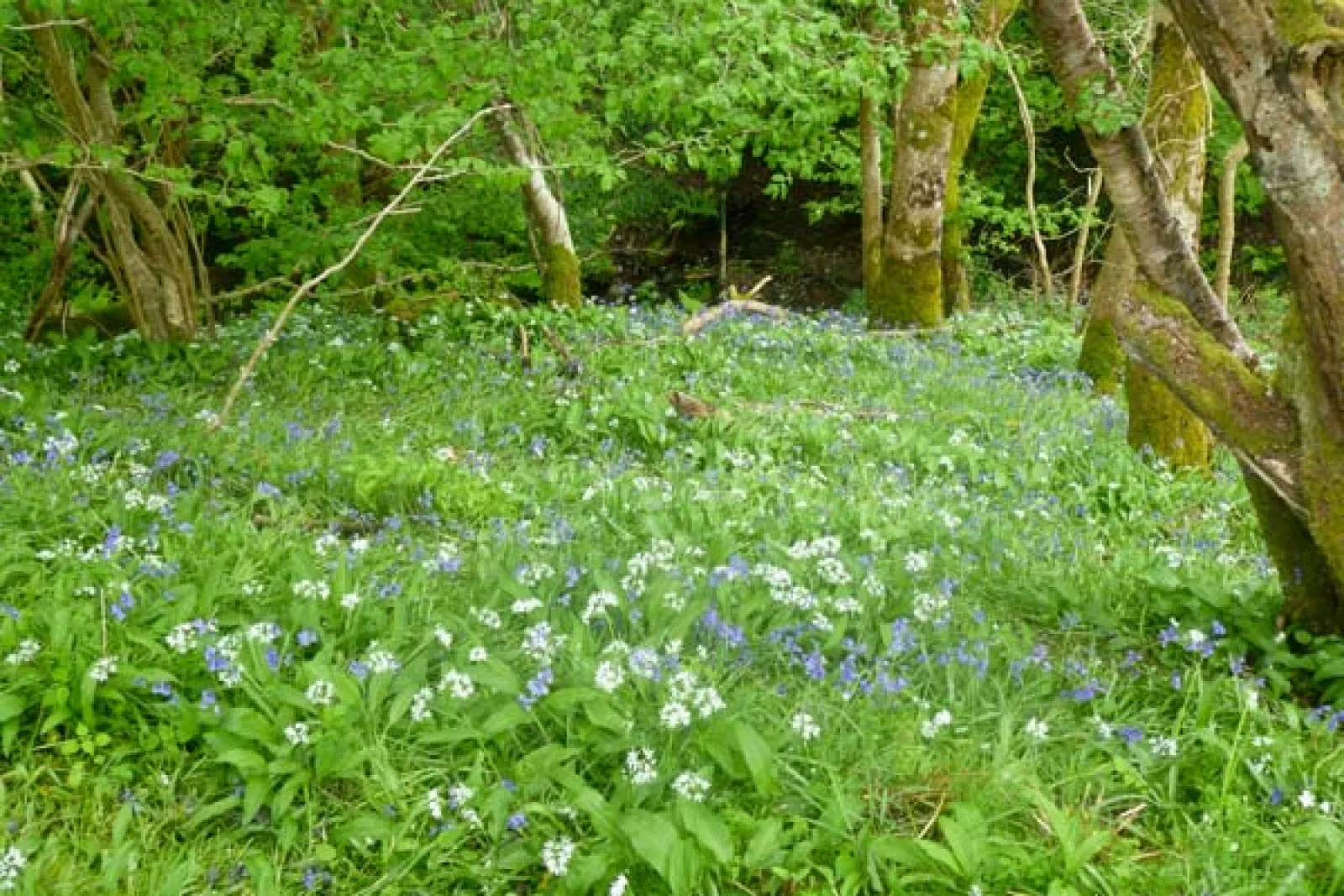 Property image 8 for SC6481