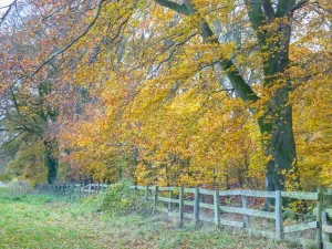 Property image 9 for SC933359