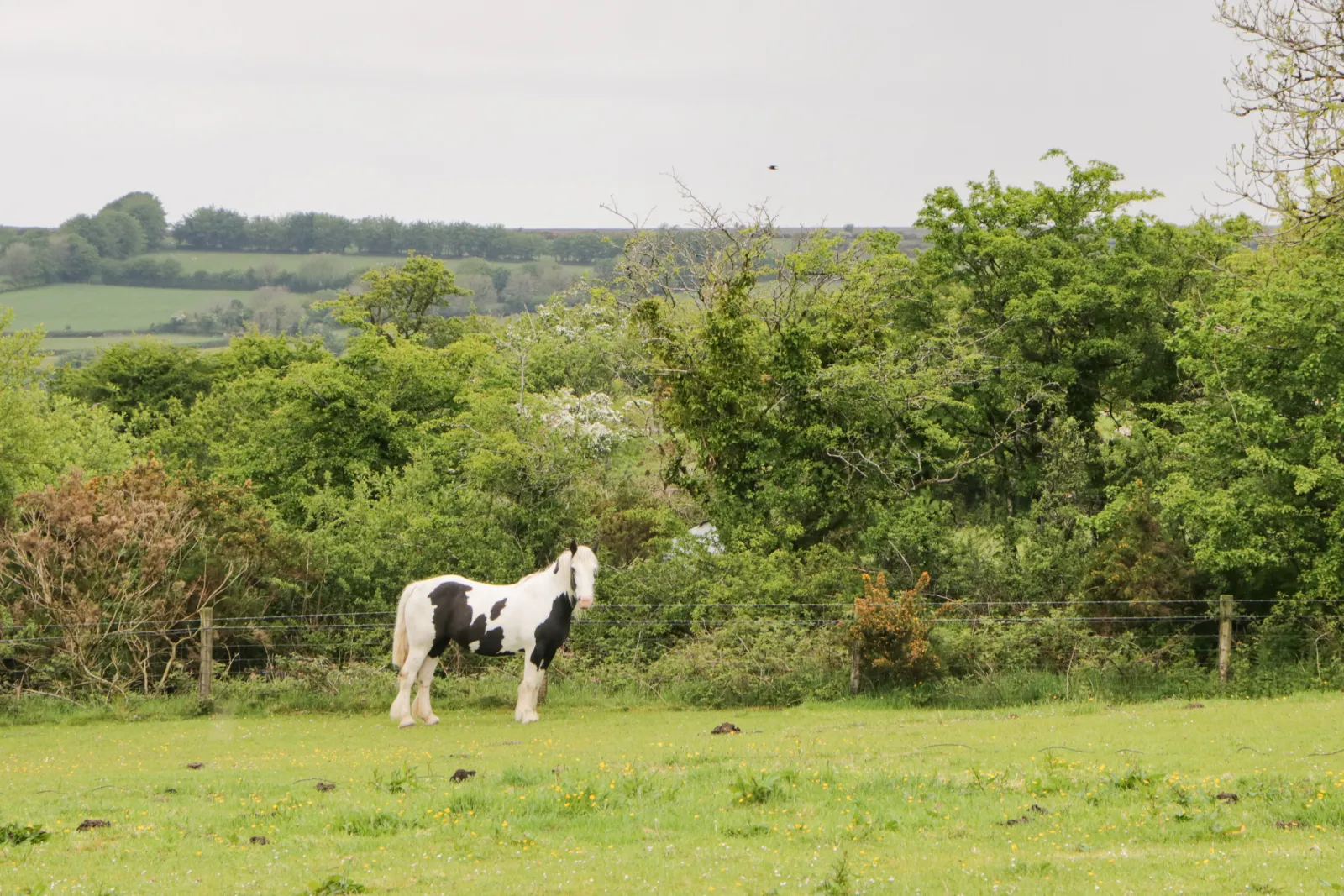 Property image 2 for SC952016