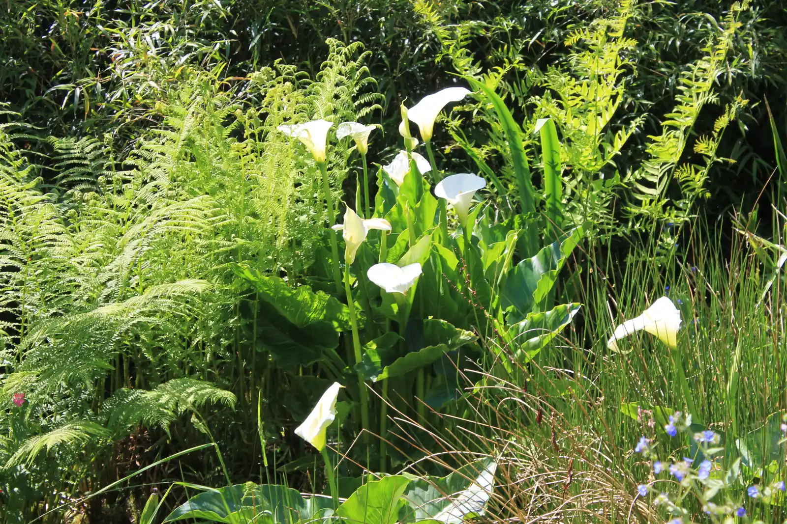 Property image 9 for SC976288