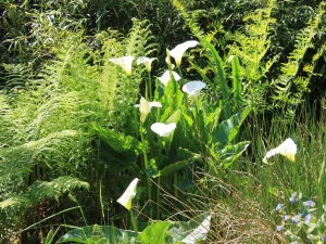 Property image 9 for SC976288