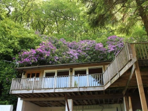 Property image 3 for SC988920