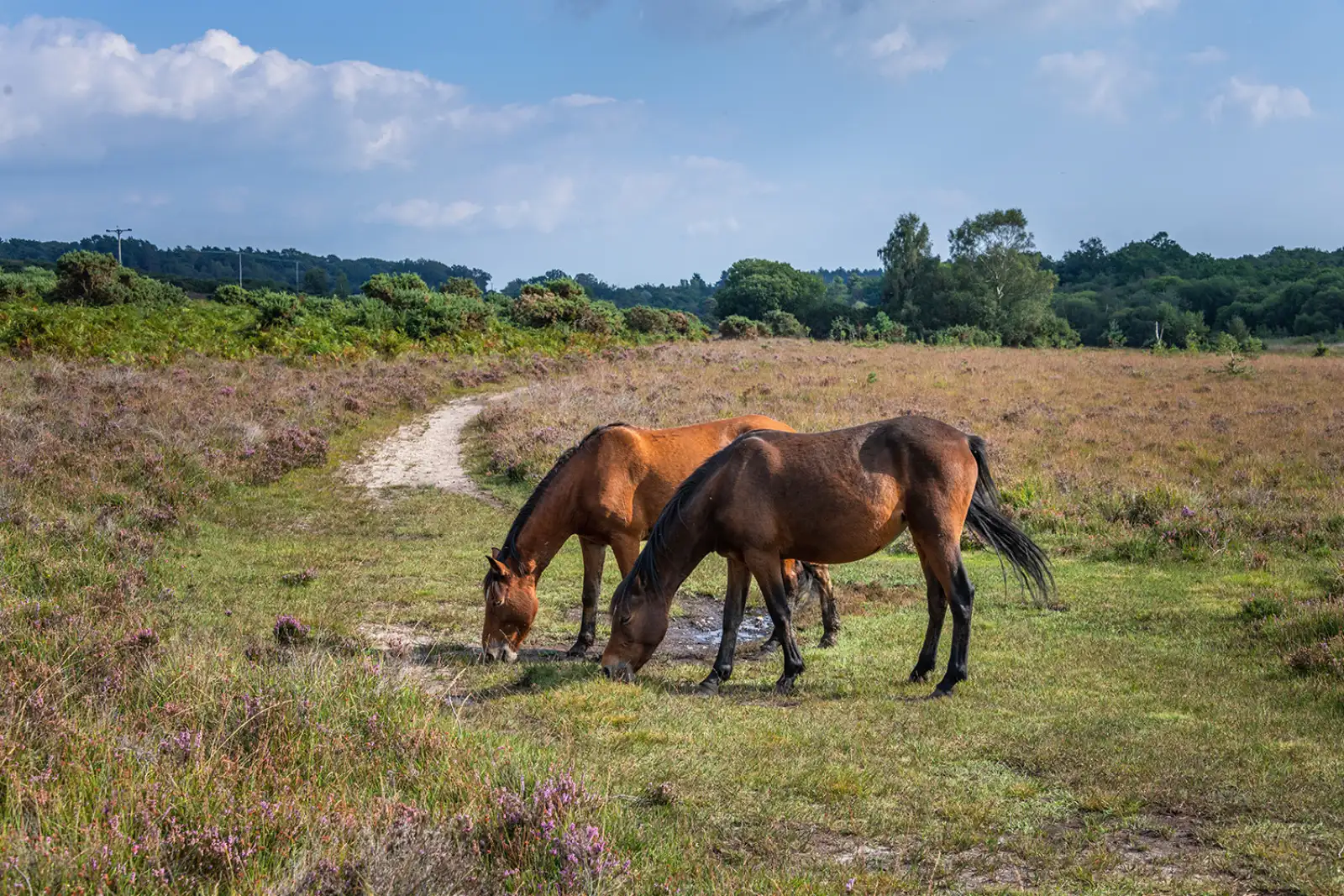 Property image 9 for THCA326
