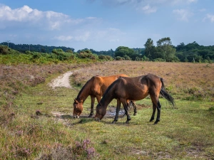 Property image 9 for THCA326