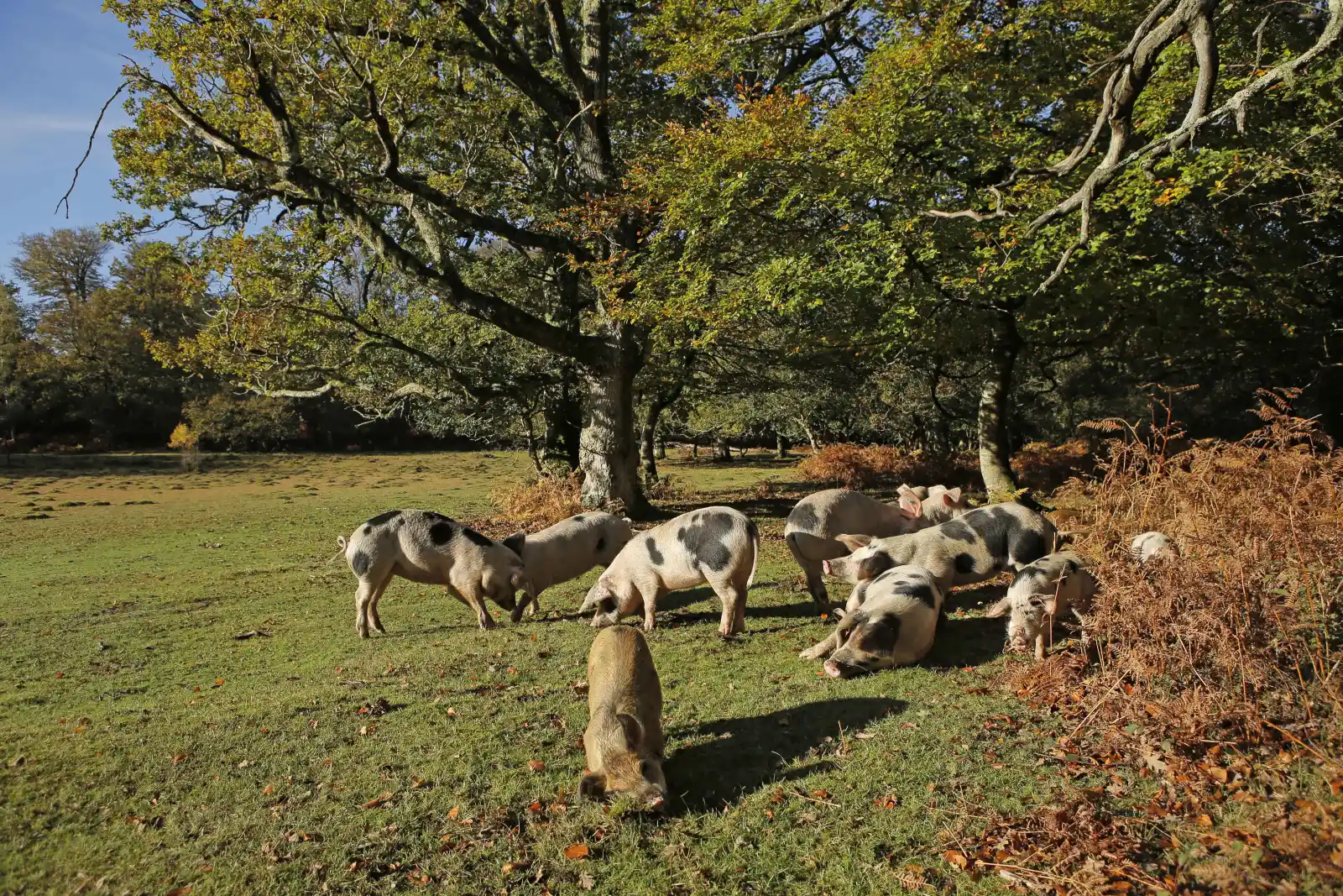 Property image 8 for THCA721