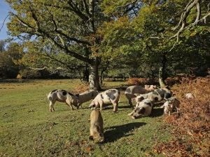 Property image 8 for THCA721