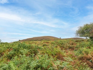 Property image 9 for THCA857
