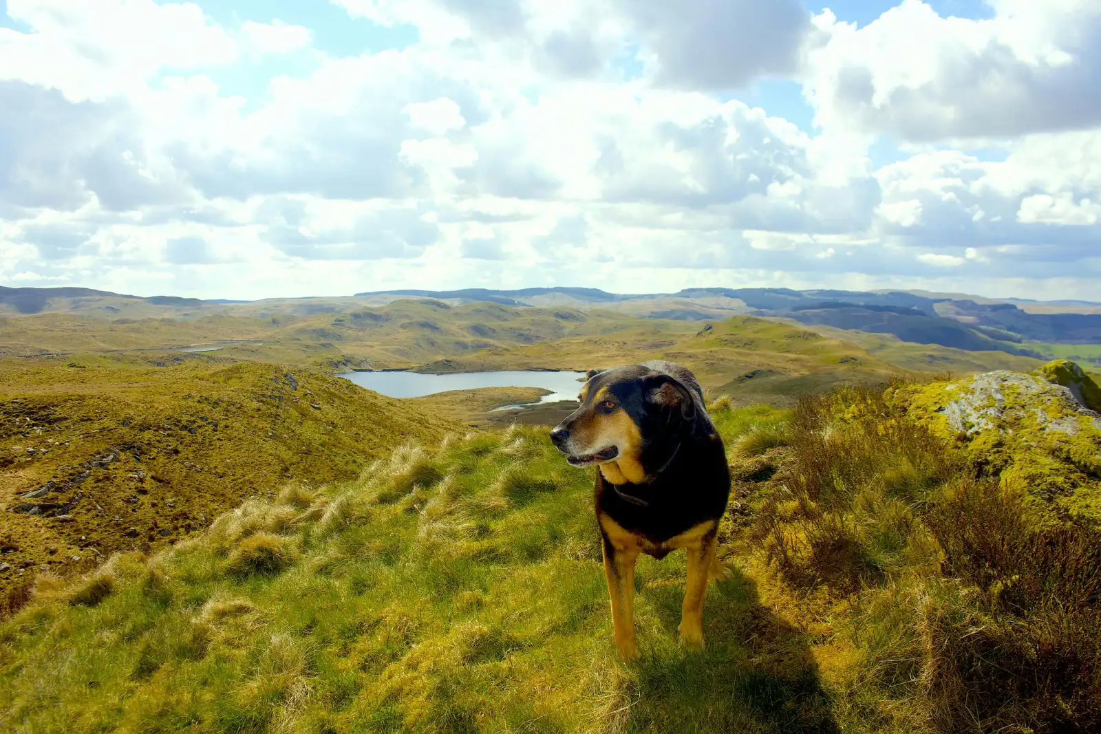 Dog outdoors on hillside overlooking a lake