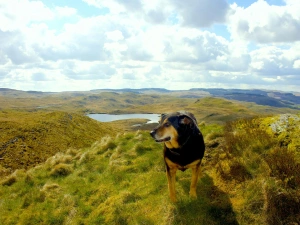 Dog outdoors on hillside overlooking a lake