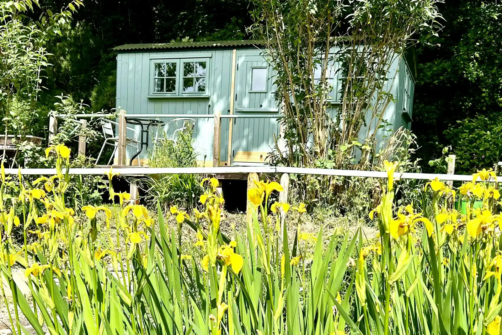 Light green cabin with windows behind tall yellow flowers and a wooden fence