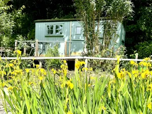 Light green cabin with windows behind tall yellow flowers and a wooden fence