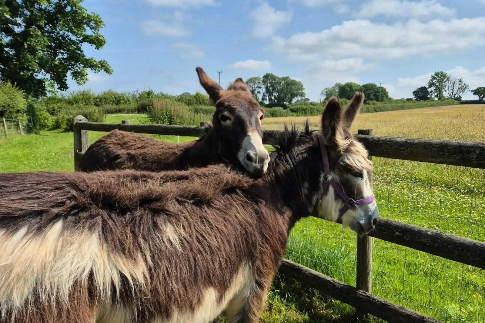 Stan and Ned, the resident donkeys
