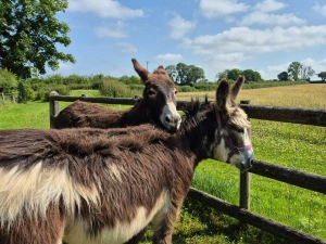 Stan and Ned, the resident donkeys