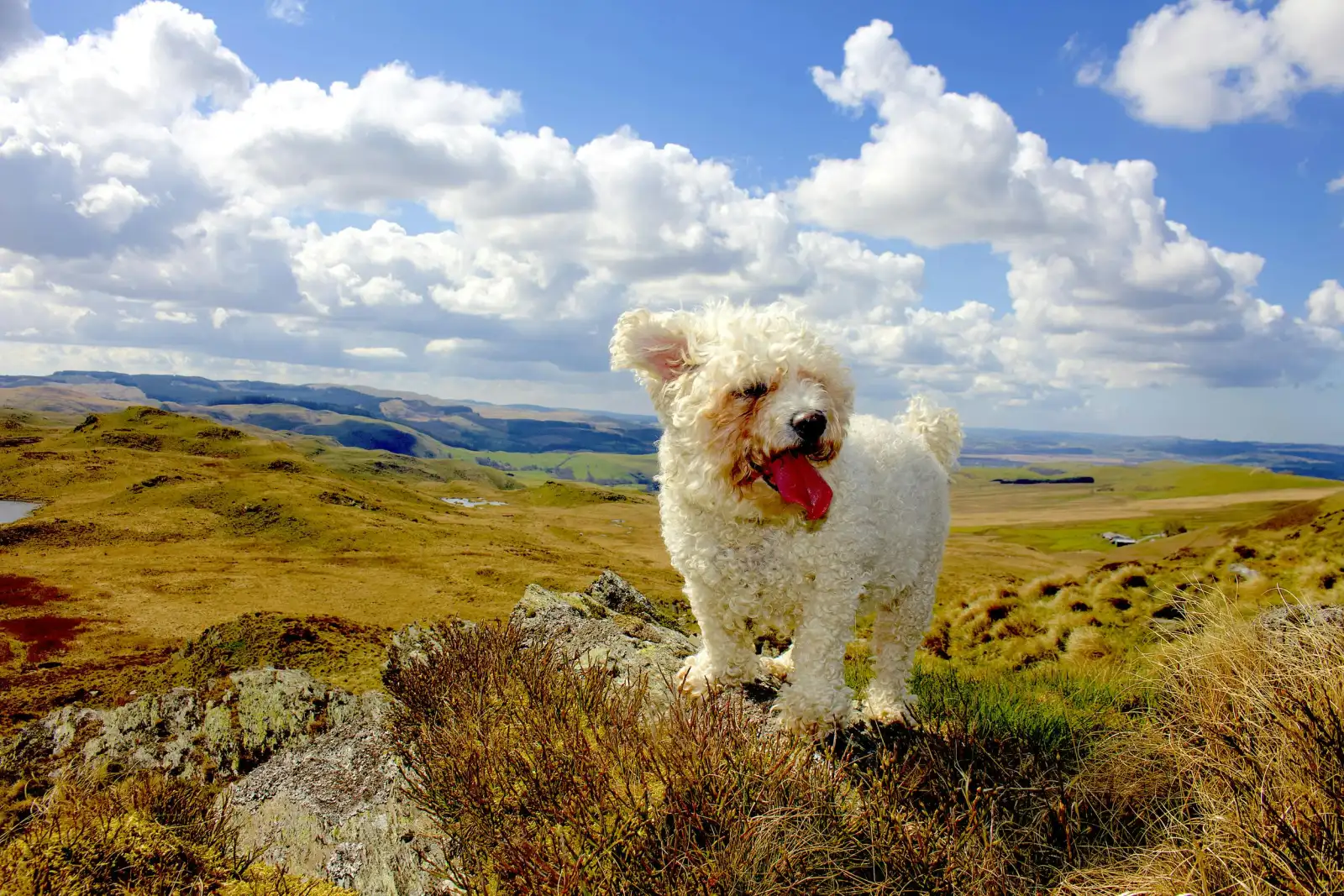 Dog on top of a hill