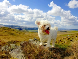 Dog on top of a hill