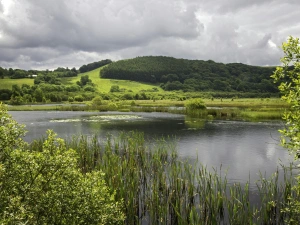 Cors Caron, Tregaron Bog with reeds and countryside views