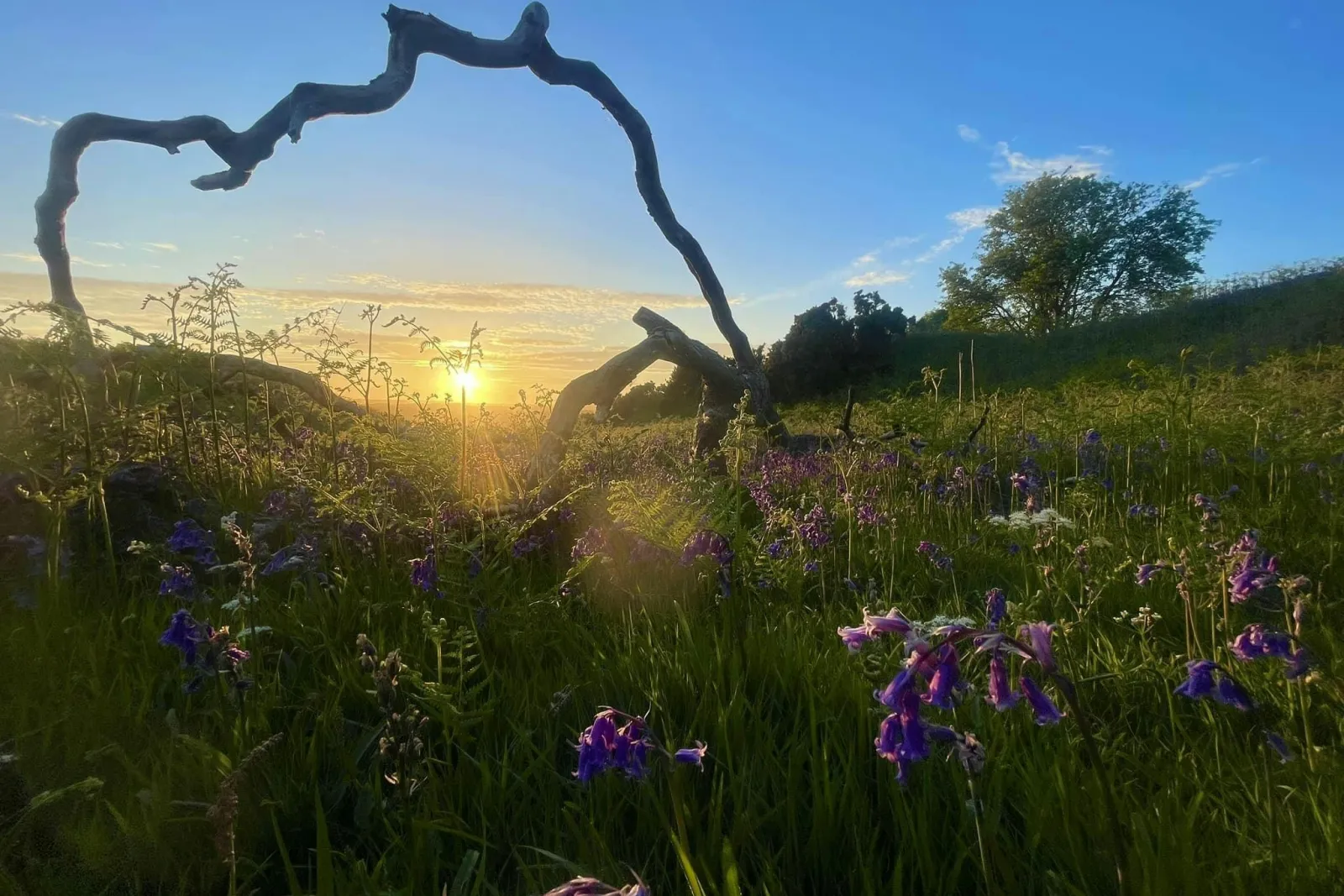 Sunset across area of bluebells