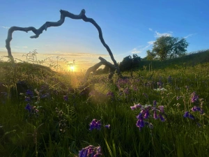 Sunset across area of bluebells